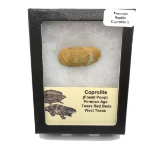 Genuine Permian Age Reptile Coprolite Fossil for Sale from Texas #5b