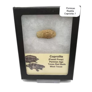 Genuine Permian Age Reptile Coprolite Fossil for Sale from Texas #7b