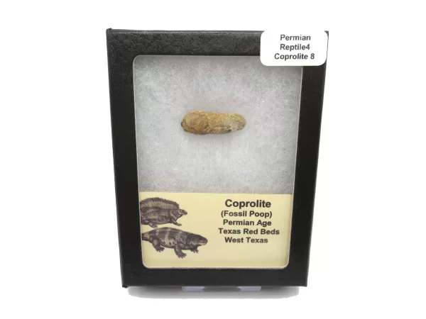 Genuine Permian Age Reptile Coprolite Fossil for Sale from Texas #8b