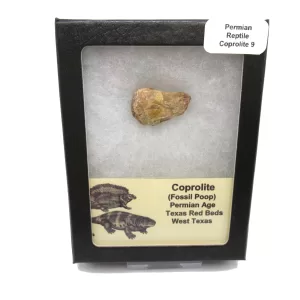 Genuine Permian Age Reptile Coprolite Fossil for Sale from Texas #9b