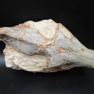 Genuine Oligocene Age Oreodont Skull Fossil for Sale from Wyoming #14