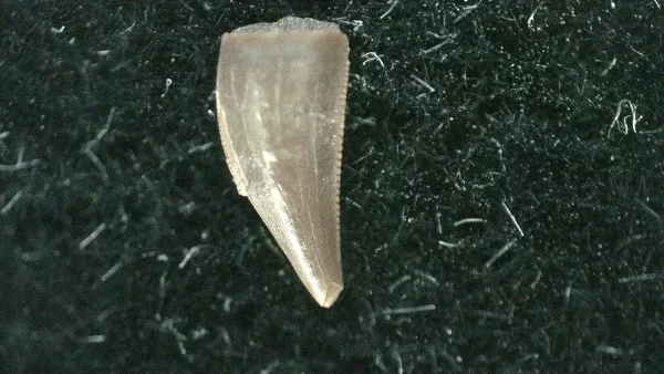 Genuine Triassic Age Coelophysis Dinosaur Tooth Fossil for Sale #55a