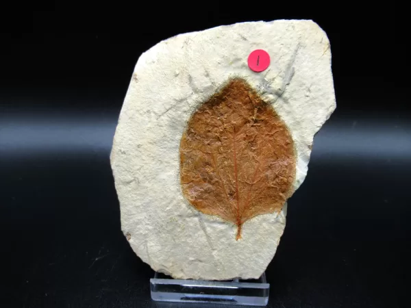 Genuine Paleocene Age Leaf Fossil for Sale from Glendive Montana #53