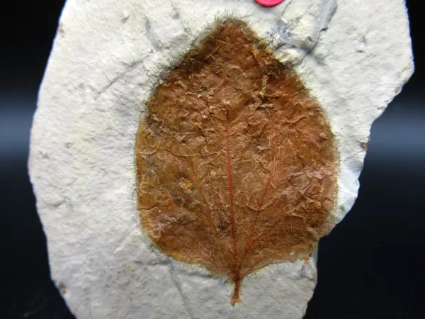 Genuine Paleocene Age Leaf Fossil for Sale from Glendive Montana #53a