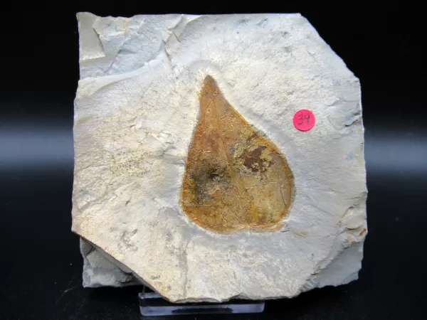 Genuine Paleocene Age Leaf Fossil for Sale from Glendive Montana #56