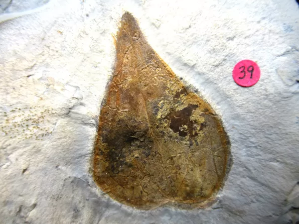 Genuine Paleocene Age Leaf Fossil for Sale from Glendive Montana #56a