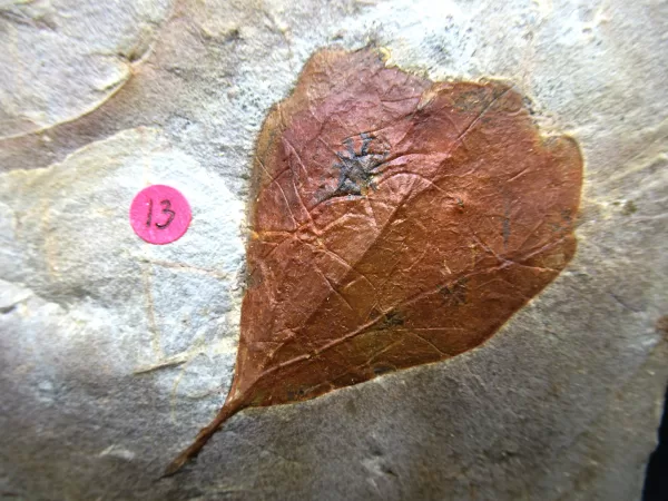 Genuine Paleocene Age Leaf Fossil for Sale from Glendive Montana #57a