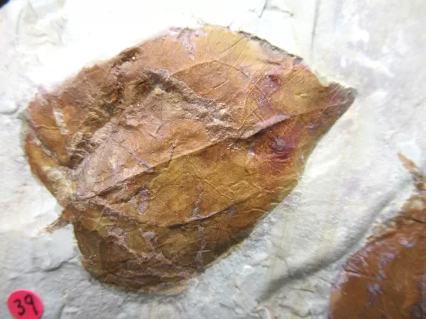 Genuine Paleocene Age Leaf Fossil for Sale from Glendive Montana #58a