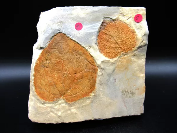 Genuine Paleocene Age Leaf Fossil for Sale from Glendive Montana #59