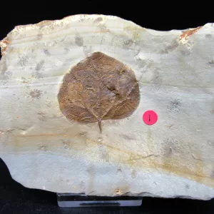 Genuine Paleocene Age Leaf Fossil for Sale from Glendive Montana #67