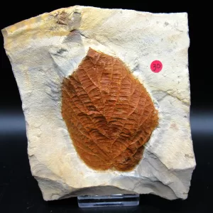 Genuine Paleocene Age Leaf Fossil for Sale from Glendive Montana #81