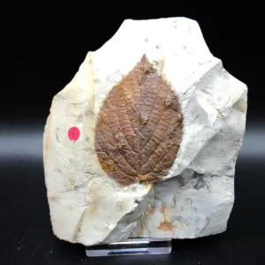 Genuine Paleocene Age Leaf Fossil for Sale from Glendive Montana #82