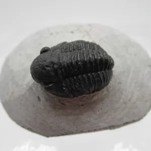 Genuine Devonian Gerastos Trilobite For Sale from Morocco #1