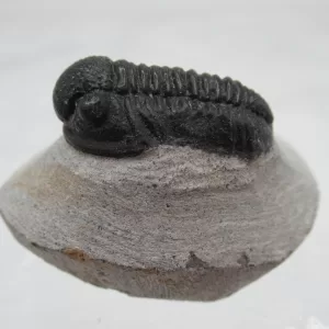 Genuine Devonian Gerastos Trilobite For Sale from Morocco 2