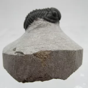 Genuine Devonian Gerastos Trilobite For Sale from Morocco 22