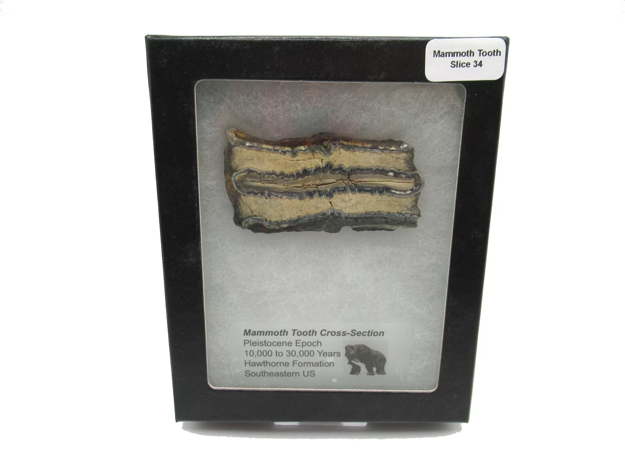 Pleistocene Mammoth Tooth Slice 34 | Fossils for Sale Genuine Pleistocene Mammoth Tooth Slice for Sale from South Carolina #34