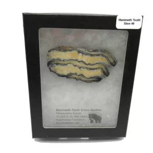 Genuine Pleistocene Mammoth Tooth Slice for Sale from South Carolina #40