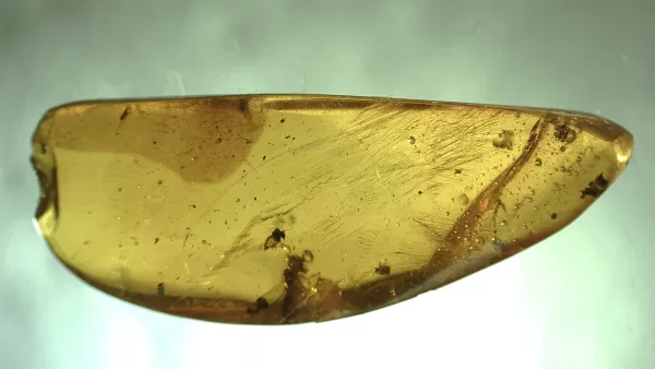 Genuine Baltic Amber with Insect for Sale #105