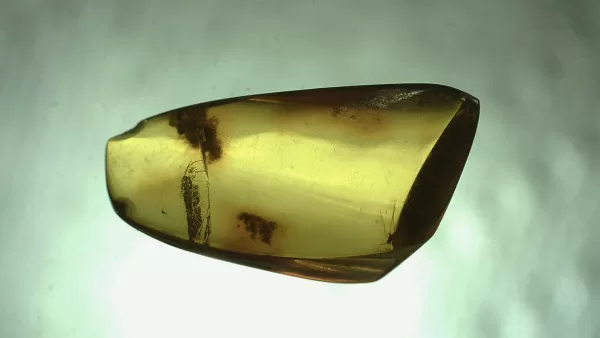 Genuine Baltic Amber with Insect for Sale #12