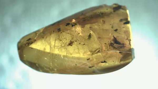 Genuine Baltic Amber with Insect for Sale #124