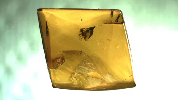 Genuine Baltic Amber with Insect for Sale #128