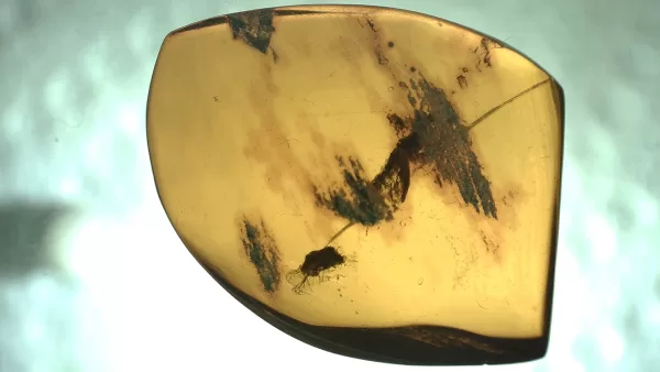 Genuine Baltic Amber with Insect for Sale #13