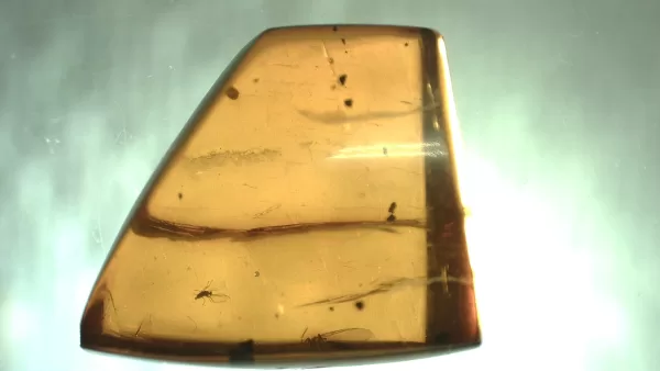 Genuine Baltic Amber with Insect for Sale #131