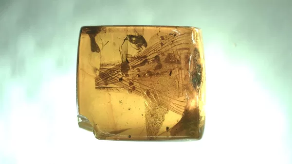 Genuine Baltic Amber with Insect for Sale #134