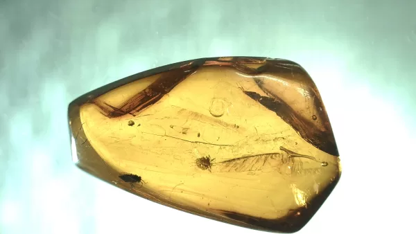 Genuine Baltic Amber with Insect for Sale #137