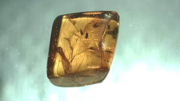 Genuine Baltic Amber with Insect for Sale #144