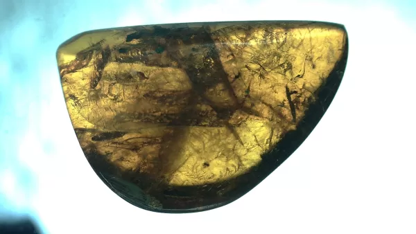 Genuine Baltic Amber with Insect for Sale #24