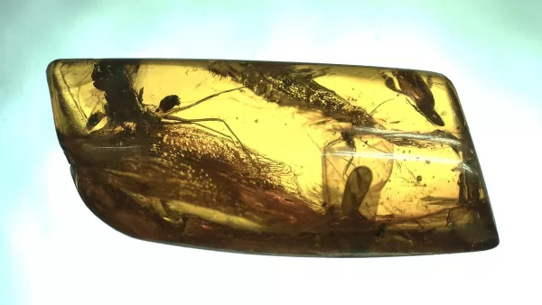 Genuine Baltic Amber with Insect for Sale #25