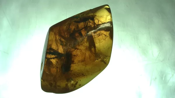 Genuine Baltic Amber with Insect for Sale #4