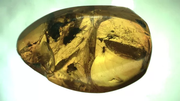 Genuine Baltic Amber with Insect for Sale #49