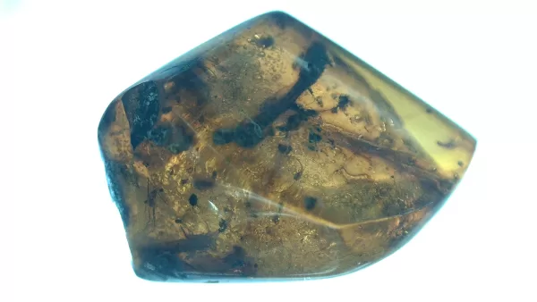 Genuine Baltic Amber with Insect for Sale #55