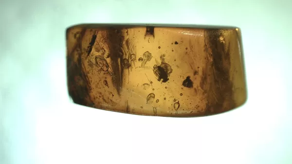 Genuine Baltic Amber with Insect for Sale #64