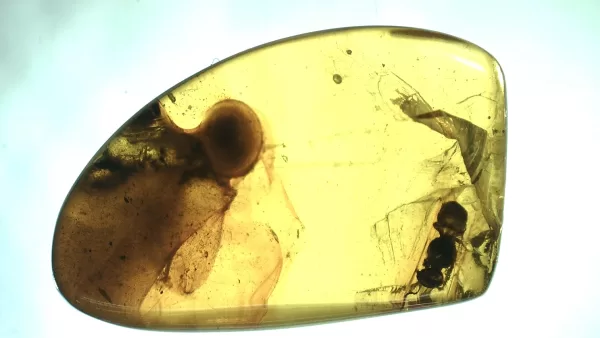 Genuine Baltic Amber with Insect for Sale #67