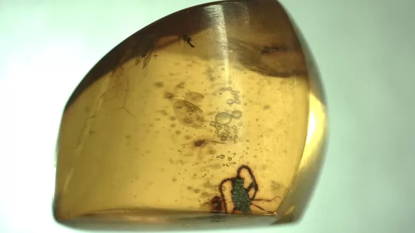 Genuine Baltic Amber with Insect for Sale #68