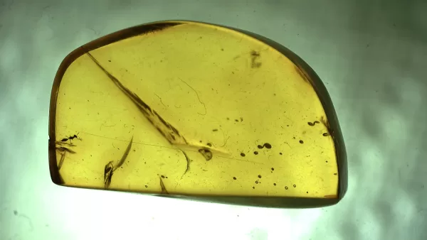 Genuine Baltic Amber with Insect for Sale #7