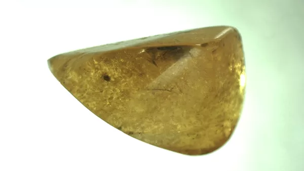 Genuine Baltic Amber with Insect for Sale #72