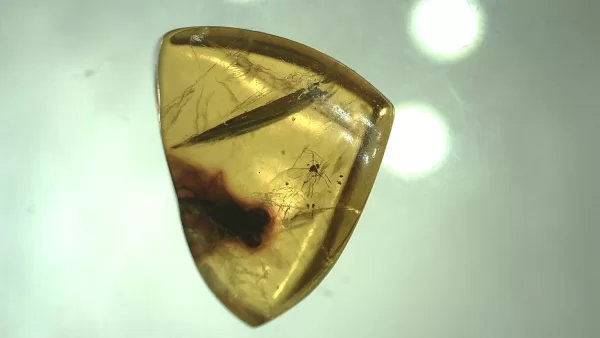 Genuine Baltic Amber with Insect for Sale #75