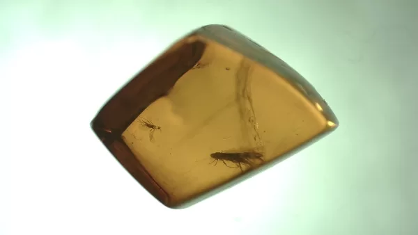 Genuine Baltic Amber with Insect for Sale #76