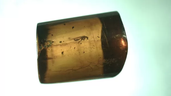 Genuine Baltic Amber with Insect for Sale #85