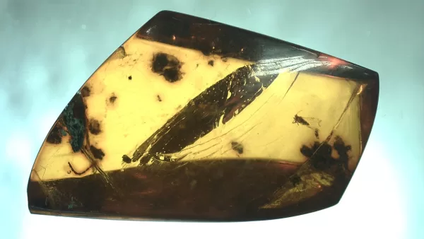 Genuine Baltic Amber with Insect for Sale #96