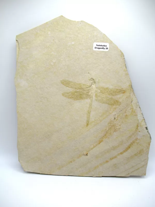 Genuine Jurassic Age Solnhofen Dragonfly Fossil for Sale From Germany #20