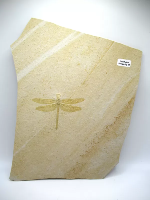 Genuine Jurassic Age Solnhofen Dragonfly Fossil for Sale From Germany #21