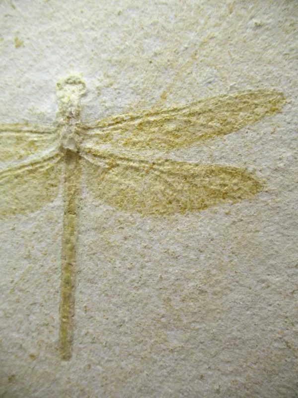 Genuine Jurassic Age Solnhofen Dragonfly Fossil for Sale From Germany #21c