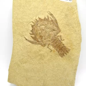 Genuine Jurassic Age Solnhofen Lobster Fossil for Sale From Germany #23