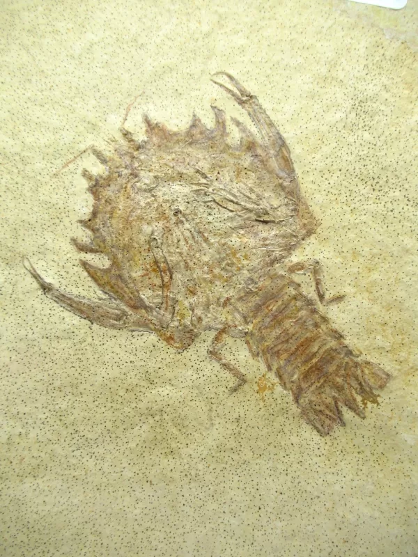 Genuine Jurassic Age Solnhofen Lobster Fossil for Sale From Germany #23a