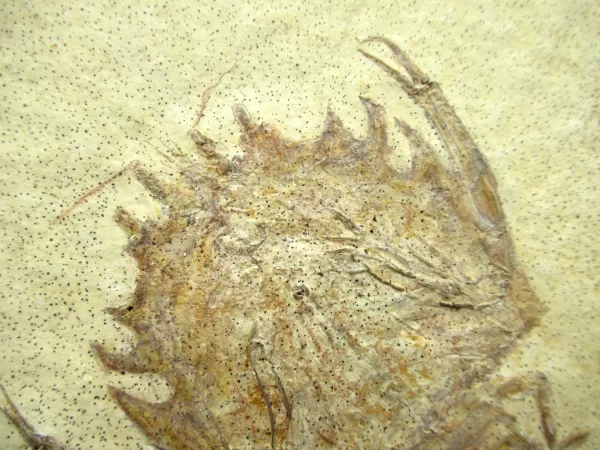 Genuine Jurassic Age Solnhofen Lobster Fossil for Sale From Germany #23b